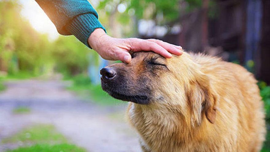 Evitar la vilolencia hacia los animales