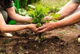  La agricultura sostenible también enfatiza la importancia de la equidad social en la cadena alimentaria. 